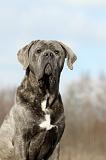 CANE CORSO 681